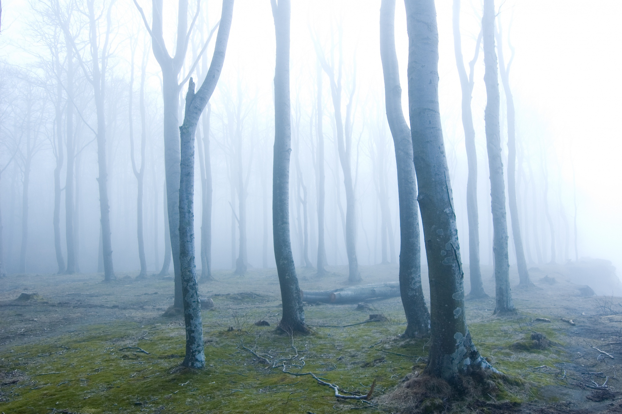 Bosque de Niebla